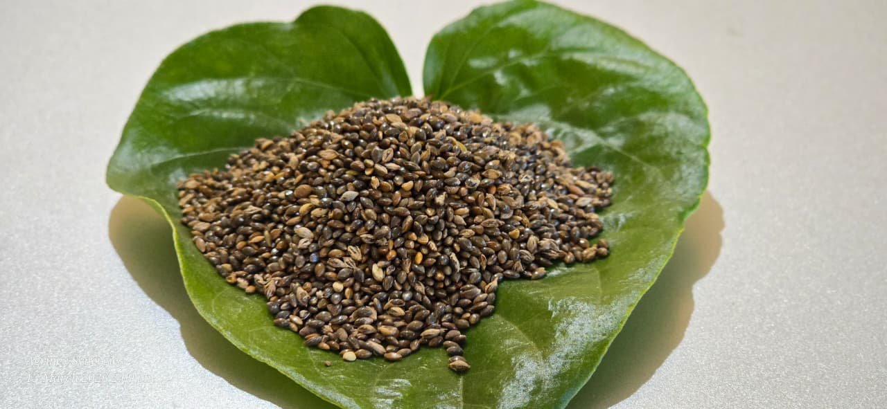 Little millet (Kutki)