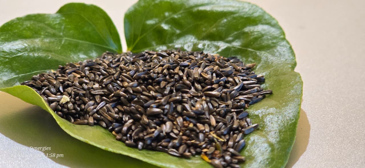 Jagni (Niger seed)